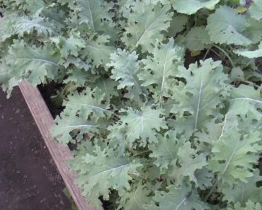 LOCAL ISSUES : CANADA DAY SURVIVAL GARDEN!!