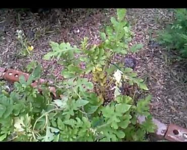 Prepper's Garden Update, Replanted!