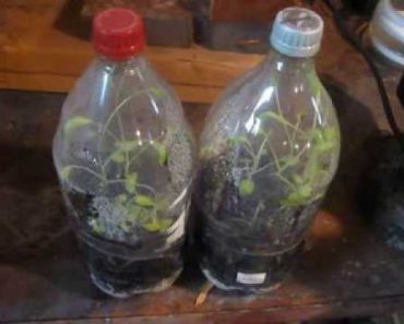 The Prepper Minute – Gardening