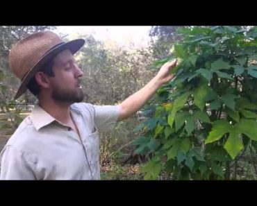 Survival Garden Food Forest Tour and Education
