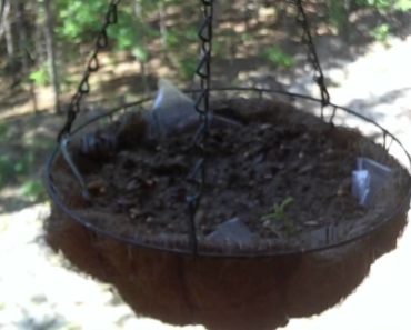 prepping-survival garden