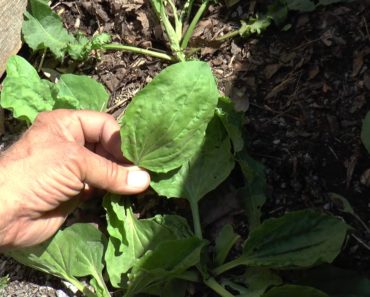 LOCAL ISSUES : SURVIVAL GARDEN AND BACKYARD HEALING HERBS!