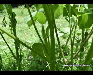 Survival Garden Update: Okra Starting to Produce
