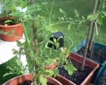 Survival Garden Update – 06/29/10 – Prepper container gardening