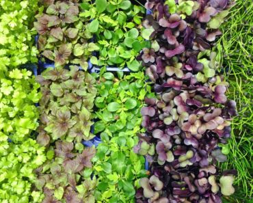 5 Ways To Get A Balanced Meal With Microgreens And Sprouts