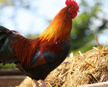 The Remarkable Benefits Of Using Animal Manure In Your Garden