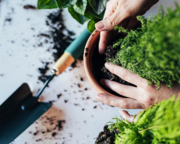 What You Need To Know About Your Indoor Garden