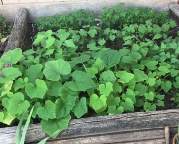 Fired Up! Prepper 's Urban SHTF Garden Update