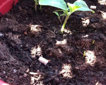 Practical Prepper-If You Live in an Apartment-plant a Garden!