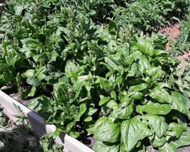 A few tips for the prepper garden