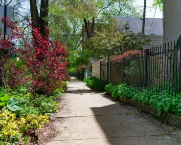 5 Edible Plants You Can Forage For In The City