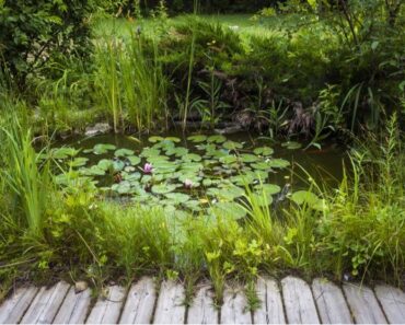 Why You Need A Water Garden