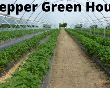 How to build a Green house Prepper Green House