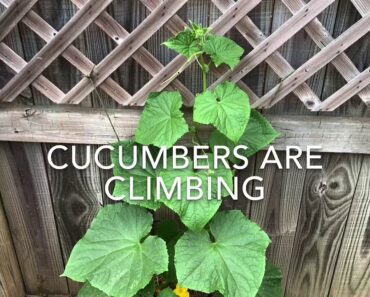City/Prepper garden