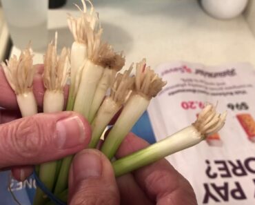 Practical Prepper-Working on my Indoor Garden Every Day! You Can Too!