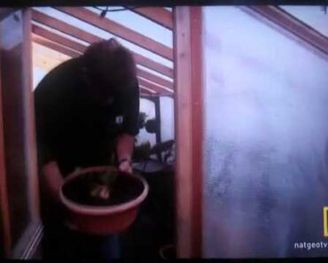 Doomsday Prepper growing weed!