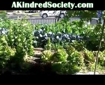 A Home Vegetable Survival Garden May Save Your Life?