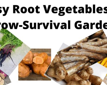 Easy Root Vegetables to Grow-Survival Garden