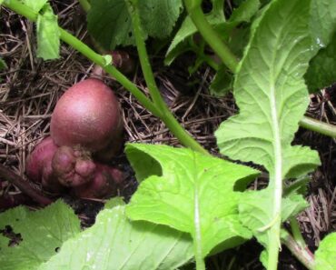 Survival Garden Neutralis