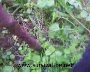 How to Grow a Survival Garden Without Land