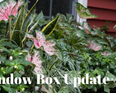 Window Box Update / Can a Snake Plant Survive Outdoors
