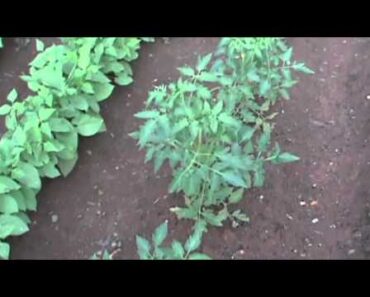 Prepper Update June 2013