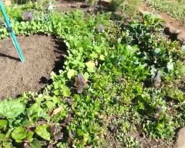 Introduction tour of my Mittleider Prepper Garden
