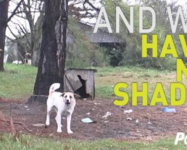 Help an 'Outdoor Dog' Survive This Summer