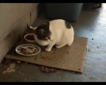 How to Help Feral and Stray Cats Survive Winter – Tips & Tricks, Resources and Information