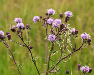 Why You Need to Use Thistle for Food and Medicine