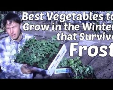 Best Vegetables to Grow in the Winter that Survive Frost