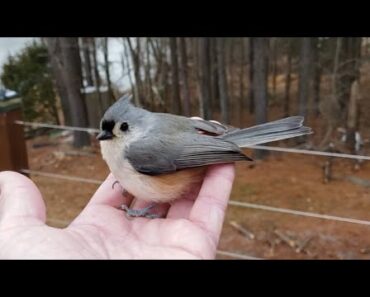 Songbird Bird Rescue; After hitting window… Will it survive???