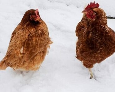 6 Secrets To Keeping Chickens Healthy During Winter