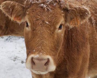 6 Dirt-Cheap, Ingenious Ways To Water Animals During Winter