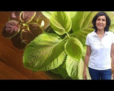 Can Coleus Survive the Winters