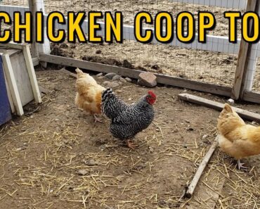 Survivalist Prepper Chicken Coop Tour