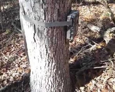 Trail Cameras – A Viable Prep? – A Prepper Quick Tip