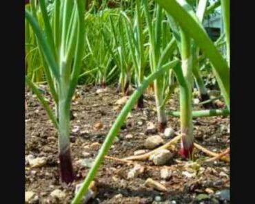 How to have green onions over and over!