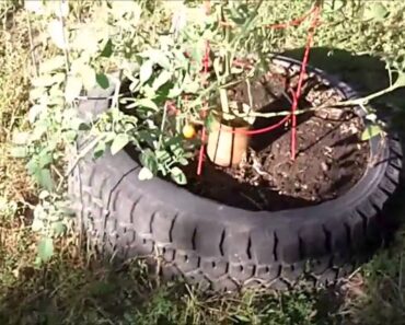 Survival Garden: Plants Preppers Might Not Have Considered