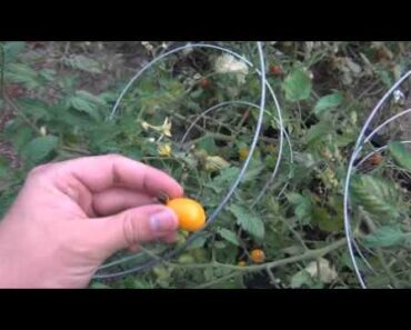 Prepper Gardening