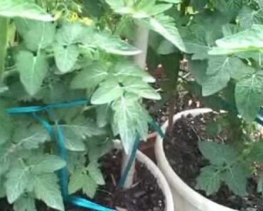 Recycle Survival garden update – July 20, 2010 – prepper container gardening