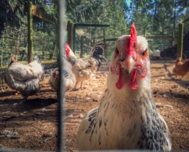 How to Maintain a Chicken Flock when the Food System Crumbles