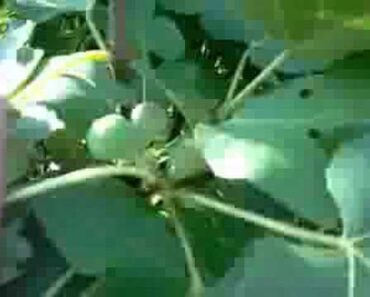 Garden Quiz – ID this bush thingy