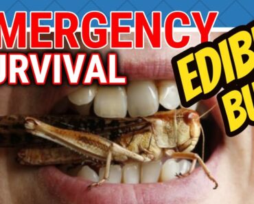 12 Edible Bugs That Could Help You Survive [Backpacking Survival Skills 101]