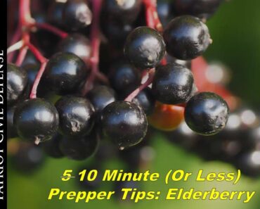 10 minute (or less) Prepper Tip: Black Elderberry