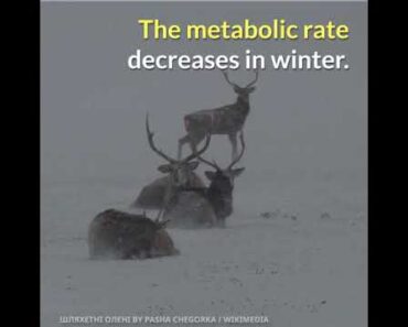 How Deer Survive Winter Weather