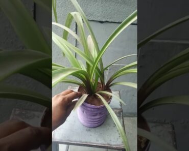 INDOOR PLANT THAT SURVIVE IN DARK LOW SUNLIGHT HOUSE PLANTS | winter care plant summit plant #Shorts