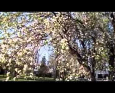 THE SURVIVALIST GARDENER (update 05)