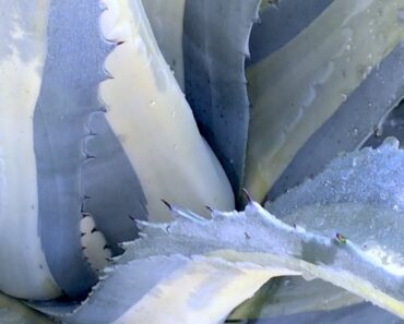 How to Help Succulents Survive Rain, Hail, Frost