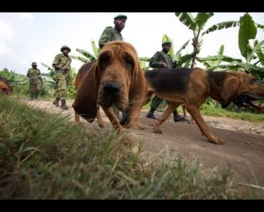 Evading Tracking Dogs & Throwing off the Scent! Facts and Fiction!